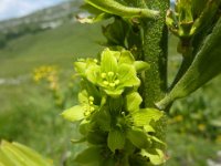 21 Veratrum lobelianum - veratro verde comune Melanthiaceae